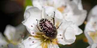 Czy wczasy pod gruszą muszą być z nowego urlopu?