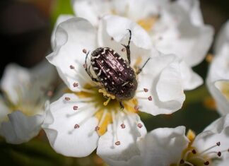 Kiedy nie należą się wczasy pod gruszą? Kiedy nie należą się wczasy pod gruszą?