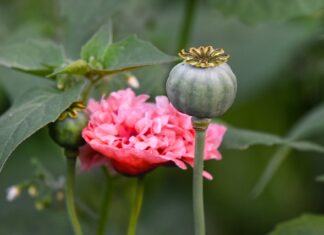 Ile pamięci RAM do Windows 11?