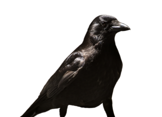 Czy zwolnienie lekarskie na okresie próbnym jest płatne?