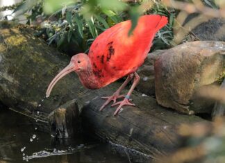 Czym różni się rezydent od nierezydenta? Czym różni się rezydent od nierezydenta?
