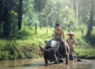 Czy mając las jestem rolnikiem?