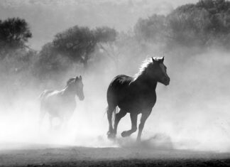 Czy na statkach wycieczkowych można palić papierosy?