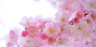 Jakie rośliny są uprawiane w Azji? Jakie rośliny są uprawiane w Azji?