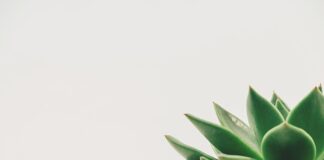 Ile wynosi minimalna płaca w Japonii?